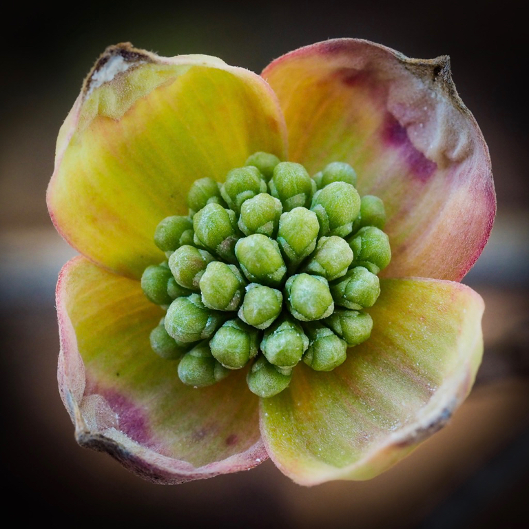 Nature In Class B By Ross Lanius For Dogwood Blossom MAY-2019.jpg